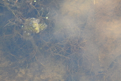 Potamogeton foliosus