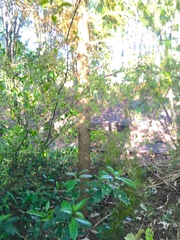 Podocarpus totara