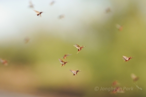 Acromyrmex Leaf-cutter Ants