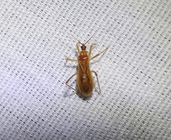 Oncerotrachelus