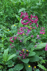 Primula pulverulenta