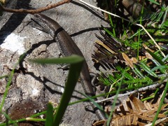 Lampropholis guichenoti