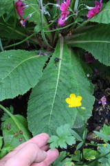 Primula pulverulenta