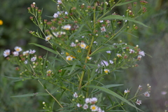 Symphyotrichum lanceolatum interior