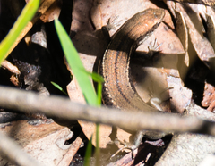 Pseudemoia entrecasteauxii