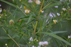 Symphyotrichum lanceolatum interior