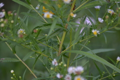 Symphyotrichum lanceolatum interior