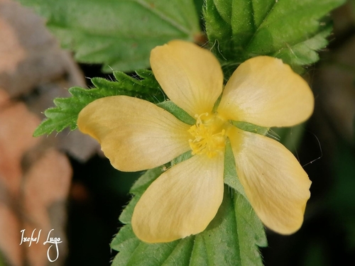 Malvastrum coromandelianum