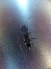 Erlacda argentinensis