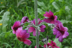 Primula pulverulenta