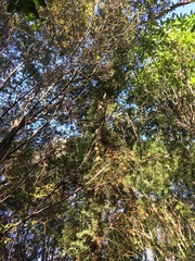 Podocarpus totara
