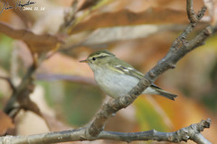 Phylloscopus inornatus