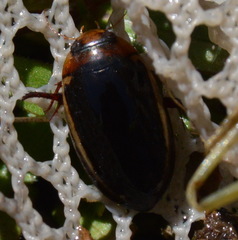 Hydaticus bimarginatus