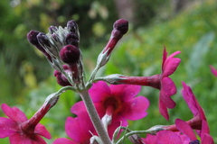 Primula pulverulenta
