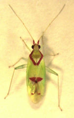Zanchius rubicrux