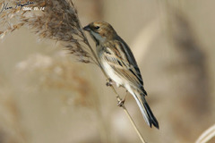 Emberiza pallasi