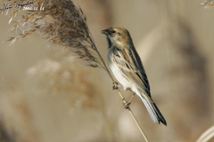 Emberiza pallasi