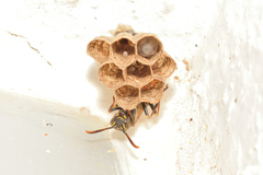 Mischocyttarus pallidipectus