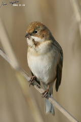 Emberiza pallasi