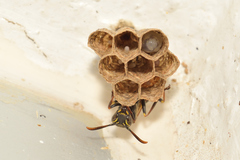 Mischocyttarus pallidipectus