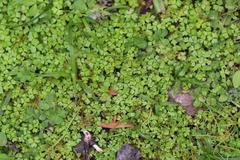 Hydrocotyle tripartita