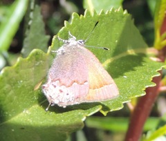 Callophrys muiri