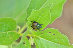 Popillia quadriguttata