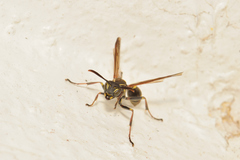 Mischocyttarus pallidipectus