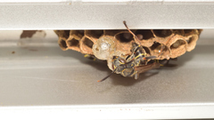 Mischocyttarus pallidipectus