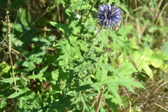 Echinops ritro