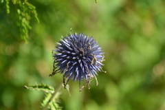 Echinops ritro