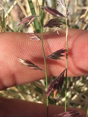 Bouteloua repens