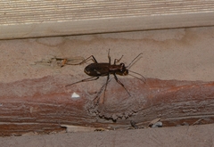 Cylindera obliquefasciata