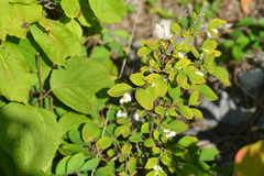 Symphoricarpos albus albus