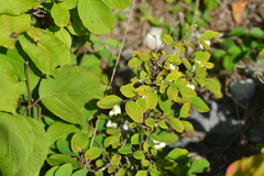 Symphoricarpos albus albus