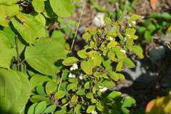 Symphoricarpos albus albus