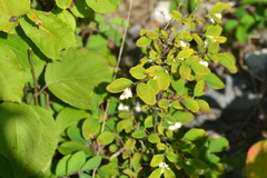Symphoricarpos albus albus