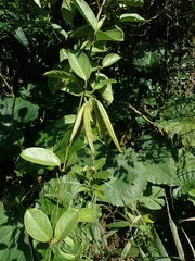 Parsonsia alboflavescens