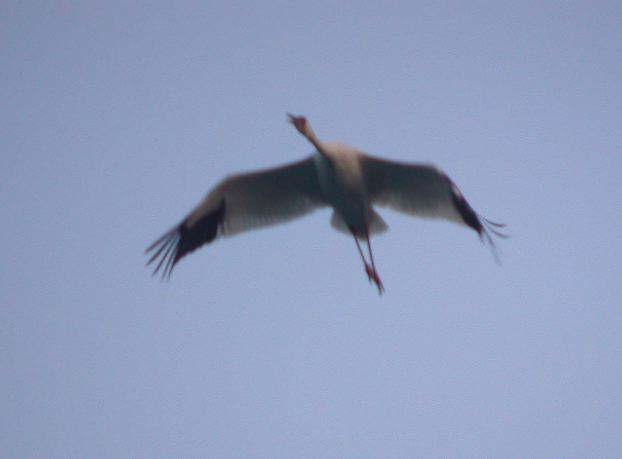 Siberian Crane (Leucogeranus leucogeranus)