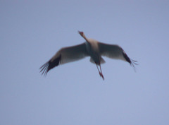 Leucogeranus leucogeranus