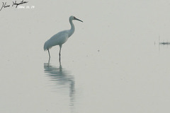 Leucogeranus leucogeranus