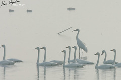 Leucogeranus leucogeranus