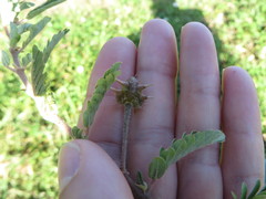 Tribulus cistoides
