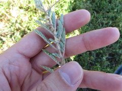 Tribulus cistoides