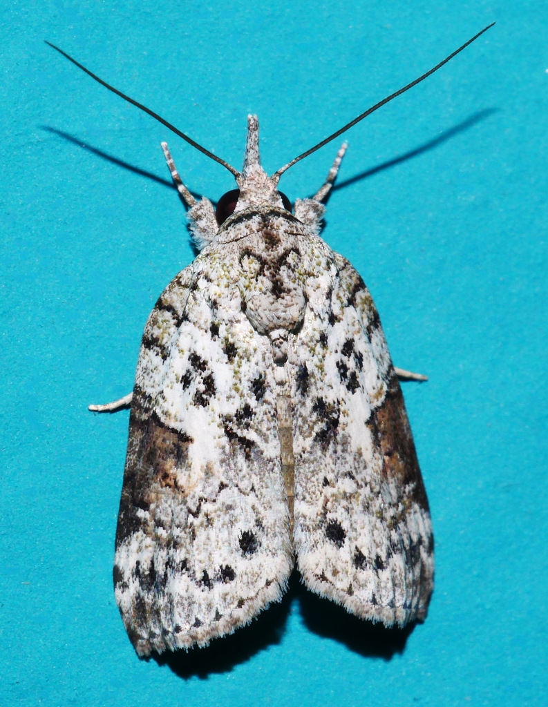 Nycteola exophila