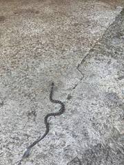 Leptodeira rhombifera