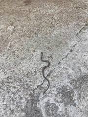 Leptodeira rhombifera