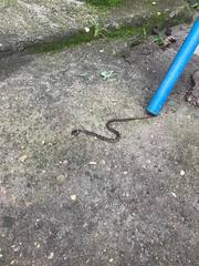 Leptodeira rhombifera