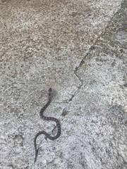 Leptodeira rhombifera