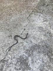 Leptodeira rhombifera